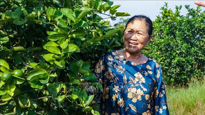 Bà Bùi Thị Ba (66 tuổi, ấp 7, xã Lương Hòa) bên vườn chanh không hạt tại Nông trang Hải Âu cho hiệu quả kinh tế cao. Ảnh: Minh Phú – TTXVN