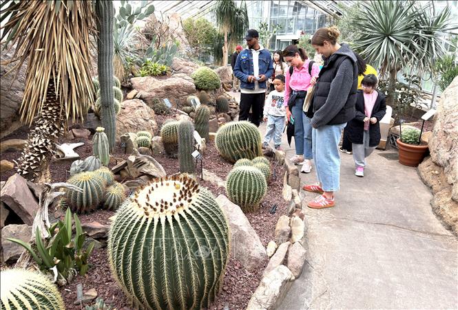 Khu sa mạc tái hiện cảnh quan khô hạn với xương rồng và các loài thực vật chịu hạn. Ảnh: Ngọc Quang - PV TTXVN tại Mỹ