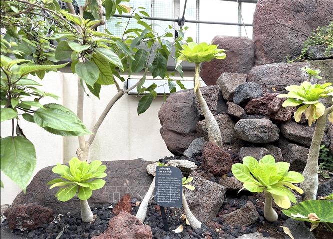 Khu trưng bày cây cải đá (rock cabbage) tại Vườn thực vật quốc gia Mỹ giới thiệu các loài thực vật có khả năng sinh trưởng trên bề mặt đá khô cằn với hình thái độc đáo. Ảnh: Ngọc Quang - PV TTXVN tại Mỹ