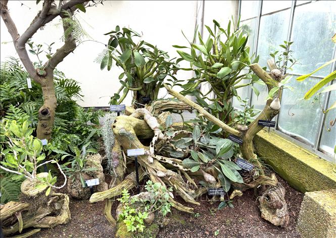 Khu trưng bày Hoya imbricata tại Vườn thực vật quốc gia Mỹ giới thiệu loài cây dây leo có lá mọc áp sát thân cây khác như “tấm khiên”, giúp giữ ẩm và thích nghi tốt trong môi trường rừng nhiệt đới. Ảnh: Ngọc Quang - PV TTXVN tại Mỹ