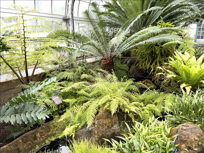 Khu trưng bày Angiopteris evecta tại Vườn thực vật quốc gia Mỹ giới thiệu loài dương xỉ cổ đại có kích thước lớn, tán lá xòe rộng ấn tượng, được xem là một trong những loài thực vật có nguồn gốc lâu đời trên Trái Đất. Ảnh: Ngọc Quang - PV TTXVN tại Mỹ