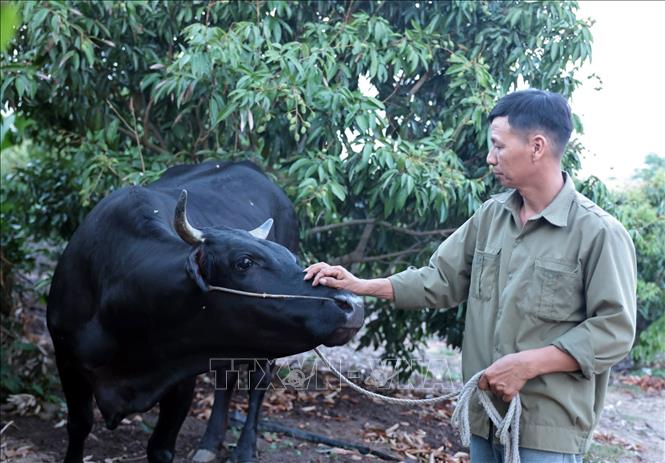 Sau khi chấp hành xong án phạt tù, gia đình anh Phạm Văn Thanh ở xã Ea K Nốp, Đắk Lắk vay vốn ưu đãi đầu tư chăm sóc 3ha cây vải, gia đình còn mua được 1 con bò. Ảnh: Trần Việt - TTXVN