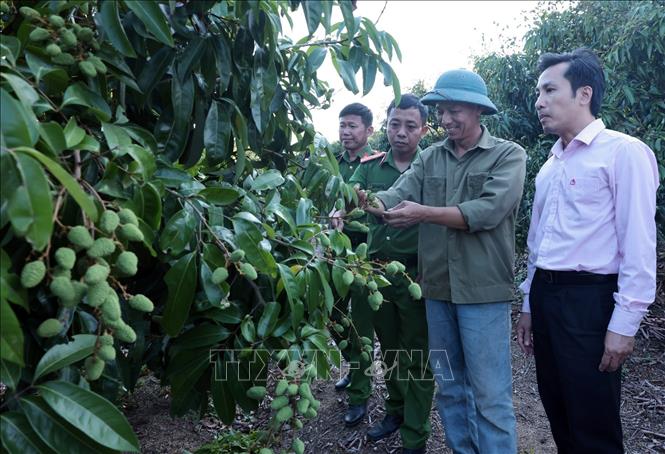 Sau khi chấp hành xong án phạt tù, gia đình anh Phạm Văn Thanh ở xã Ea K Nốp, Đắk Lắk vay vốn ưu đãi đầu tư chăm sóc 3ha cây vải, năm 2026 dự thu 20 tấn quả. Ảnh: Trần Việt - TTXVN