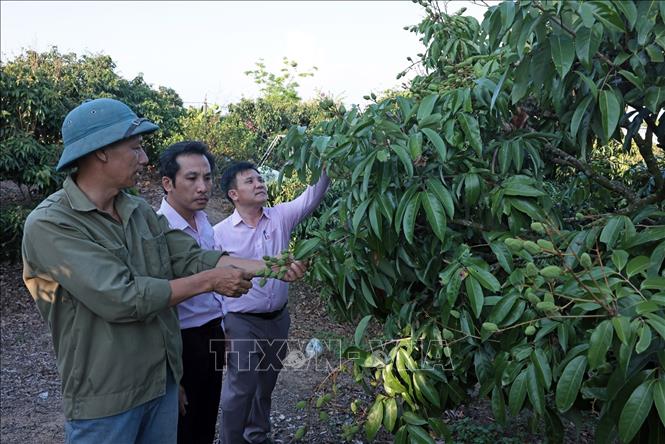 Sau khi chấp hành xong án phạt tù, gia đình anh Phạm Văn Thanh ở xã Ea K Nốp, Đắk Lắk vay vốn ưu đãi đầu tư chăm sóc 3ha cây vải, năm 2026 dự thu 20 tấn quả. Ảnh: Trần Việt - TTXVN