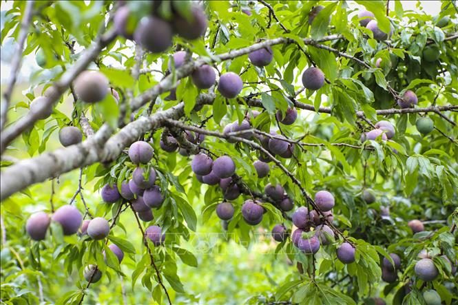 Những chùm mận chín căng mọng, hấp dẫn vào chính vụ. Ảnh: Xuân Tư – TTXVN
