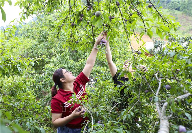 Du khách lựa chọn những quả mận chín ngon ngay trên cây. Ảnh: Xuân Tư – TTXVN