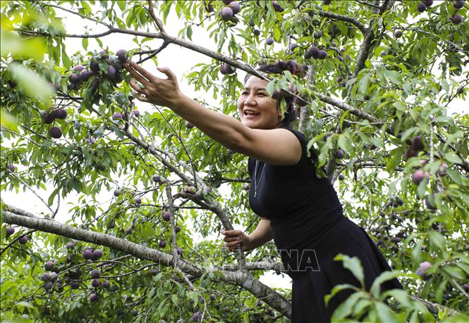 Du khách trải nghiệm hái mận tại vườn ở Nà Tấu. Ảnh: Xuân Tư – TTXVN