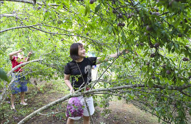 Du khách trải nghiệm hái mận tại vườn ở Nà Tấu. Ảnh: Xuân Tư – TTXVN