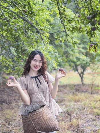 Du khách thích thú hái mận chín ngay tại vườn. Ảnh: Xuân Tư – TTXVN
