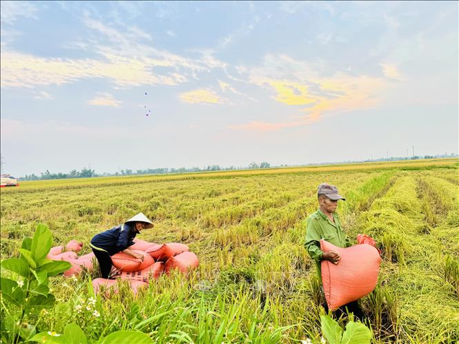 Bà con nông dân xã Thạch Hà, Hà Tĩnh hối hả thu hoạch lúa xuân. Ảnh: Hoàng Ngà - TTXVN