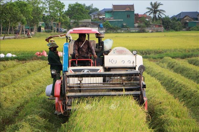 Rộn ràng thu hoạch lúa xuân trên các cánh đồng ở Hà Tĩnh. Ảnh: Hoàng Ngà - TTXVN