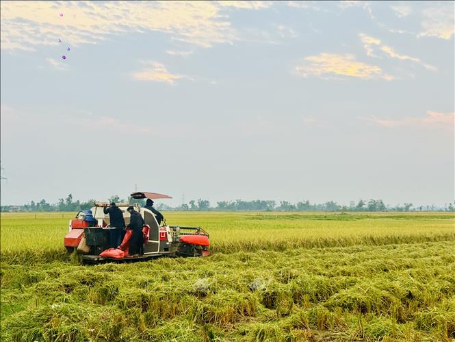 Thu hoạch lúa xuân trên cánh đồng ở xã Thạch Hà, Hà Tĩnh. Ảnh: Hoàng Ngà - TTXVN