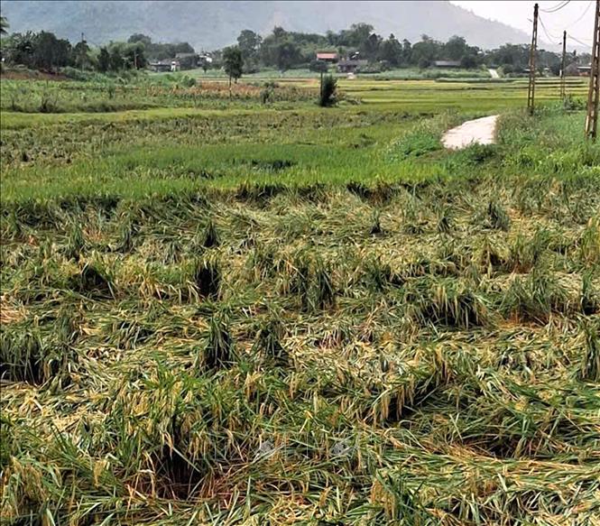 Hàng trăm ha lúa, hoa màu bị đổ, gãy, hư hại do mưa đá, dông lốc. Ảnh: TTXVN phát