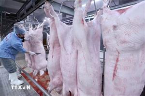 Quản lý giết mổ gia súc ở Hải Phòng: Áp lực từ hàng nghìn cơ sở nhỏ lẻ