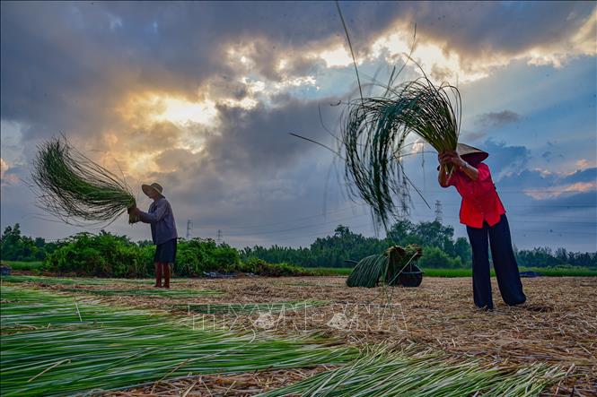 People in Nhut Tao hang sedge to dry from early morning when the sun has not yet to come out. VNA Photo: Đức Hạnh 
