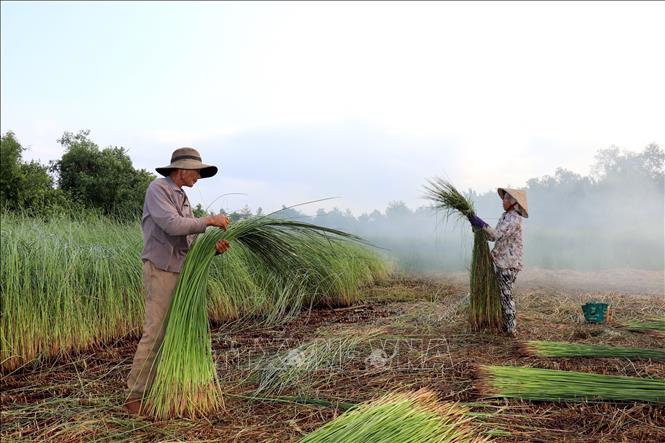 A couple harvests sedge. VNA Photo: Đức Hạnh