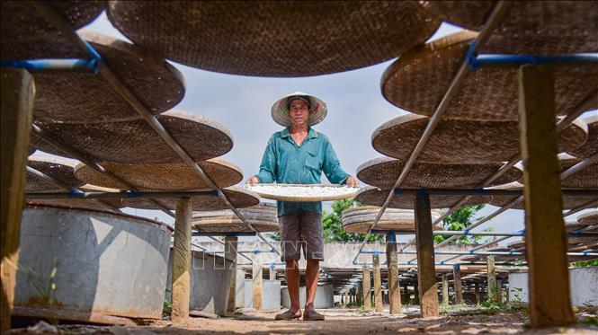 A local hangs bamboo plates full of rice flour to dry under the sun. VNA Photo: Đức Hạnh