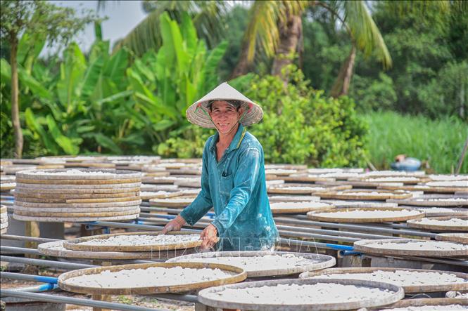 A local hangs bamboo plates full of rice flour to dry under the sun. VNA Photo: Đức Hạnh