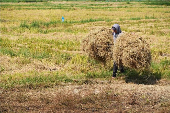 Huế: Ngăn chặn đốt rơm rạ sau thu hoạch lúa - Ảnh thời sự trong nước ...