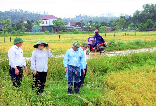 Lãnh đạo xã Toàn Lưu kiểm tra, chỉ đạo khắc phục lúa bị đổ, ngã. Ảnh: Công Tường-TTXVN