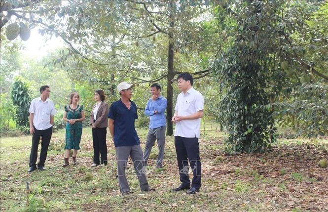 Mưa lớn kèm theo lốc xoáy khiến hàng chục ha sầu riêng bị thiệt hại. Ảnh: Đậu Tất Thành – TTXVN.
