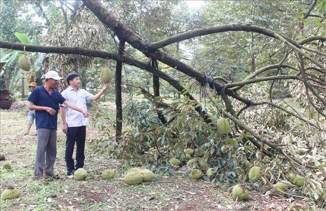 Mưa lớn kèm theo lốc xoáy khiến hàng chục ha sầu riêng bị thiệt hại. Ảnh: Đậu Tất Thành – TTXVN.