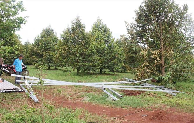 Mưa lớn kèm theo lốc xoáy gây thiệt hại nặng về nhà cửa, cây trồng ở xã Bù Đăng. Ảnh: Đậu Tất Thành – TTXVN.