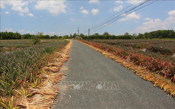 Tuyến đê bao ngăn mặn Long Mỹ - Vị Thanh đảm bảo cho người dân sản xuất nông nghiệp an toàn trong mùa khô 2026. Ảnh: Duy Khương – TTXVN