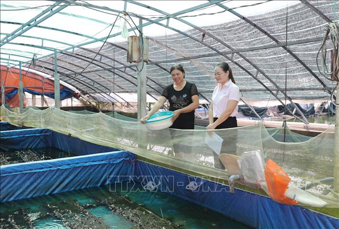 Mô hình nuôi trồng thủy sản theo hướng tập trung, bài bản mang lại hiệu quả kinh tế cao tại xã ven biển Rạng Đông, tỉnh Ninh Bình. Ảnh: Thùy Dung - TTXVN
