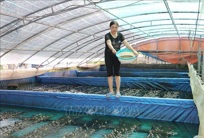Mô hình nuôi trồng thủy sản theo hướng tập trung, bài bản mang lại hiệu quả kinh tế cao tại xã ven biển Rạng Đông, tỉnh Ninh Bình. Ảnh: Thùy Dung - TTXVN