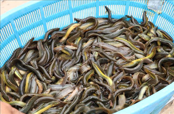 Mô hình nuôi trồng thủy sản theo hướng tập trung, bài bản mang lại hiệu quả kinh tế cao tại Nông trường Bạch Long, xã Giao Bình, tỉnh Ninh Bình. Ảnh: Thùy Dung - TTXVN