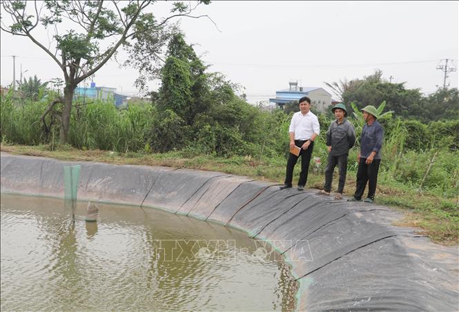 Mô hình nuôi trồng thủy sản theo hướng tập trung, bài bản mang lại hiệu quả kinh tế cao tại Nông trường Bạch Long, xã Giao Bình, tỉnh Ninh Bình. Ảnh: Thùy Dung - TTXVN