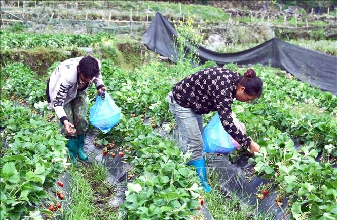 Người dân Dào San (Lai Châu) thu hoạch dâu tây. Ảnh: Quý Trung – TTXVN