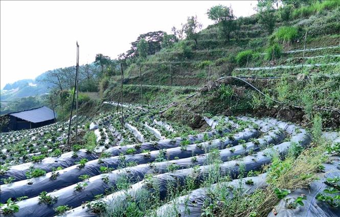 Người dân Dào San (Lai Châu) đã mạnh dạn chuyển đổi cơ cấu cây trồng sang trồng dâu tây. Ảnh: Quý Trung – TTXVN