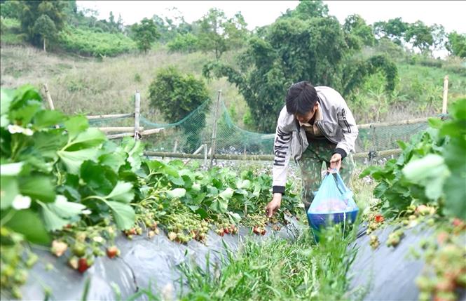 Người dân xã biên giới Dào San (Lai Châu) thu hoạch dâu tây. Ảnh: Quý Trung – TTXVN