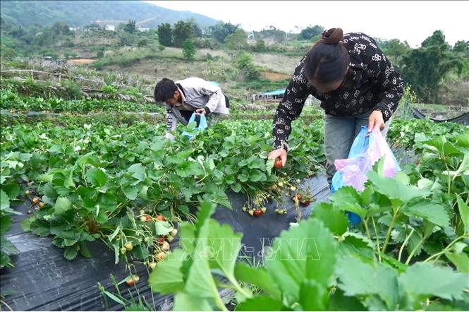 Người dân xã vùng cao biên giới Dào San (Lai Châu) thu hoạch dâu tây. Ảnh: Quý Trung – TTXVN