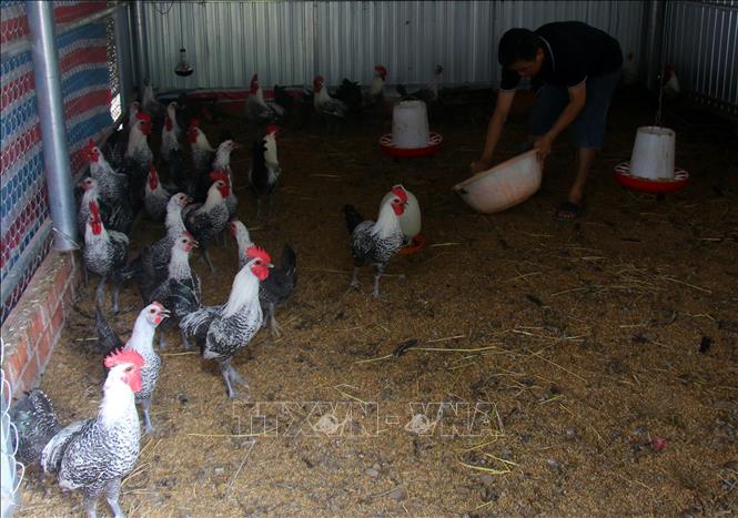 Chăn nuôi gà theo mô hình đệm lót sinh học tại xã Vĩnh Thuận Đông, thành phố Cần Thơ. Ảnh: Duy Khương - TTXVN