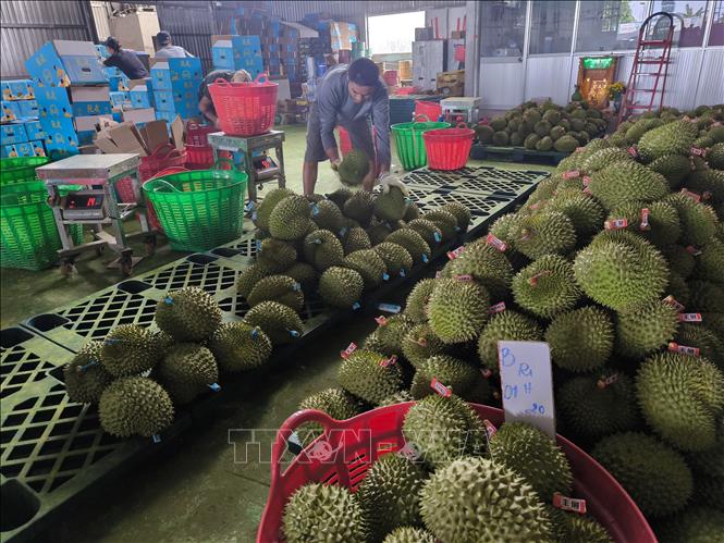 Sơ chế, thu mua sầu riêng tại xã Tân Phú, tỉnh Vĩnh Long. Ảnh: Huỳnh Phúc Hậu - TTXVN