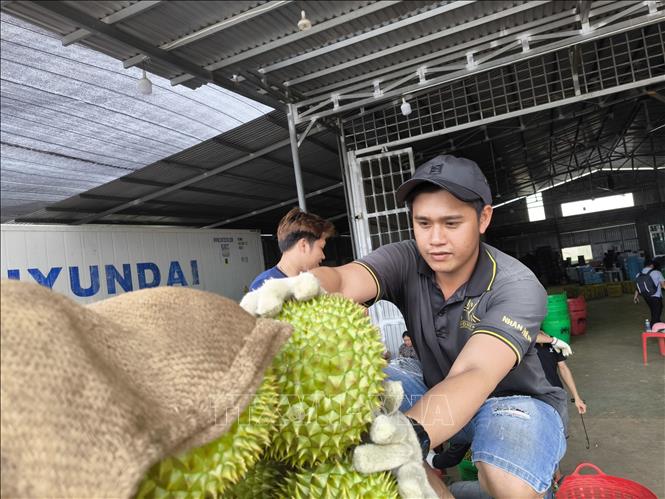 Sơ chế, thu mua sầu riêng tại xã Tân Phú, tỉnh Vĩnh Long. Ảnh: Huỳnh Phúc Hậu - TTXVN