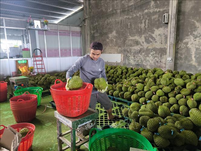 Sơ chế, thu mua sầu riêng tại xã Tân Phú, tỉnh Vĩnh Long. Ảnh: Huỳnh Phúc Hậu - TTXVN