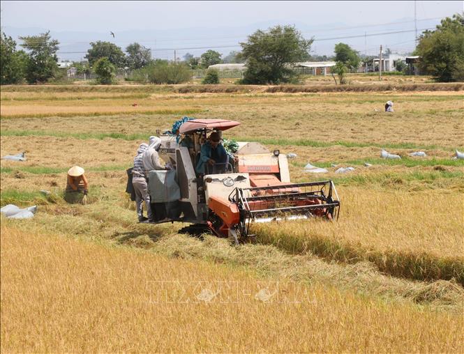 Nông dân ở xã Ninh Phước thu hoạch trà lúa Đông Xuân chính vụ. Ảnh: Công Thử - TTXVN