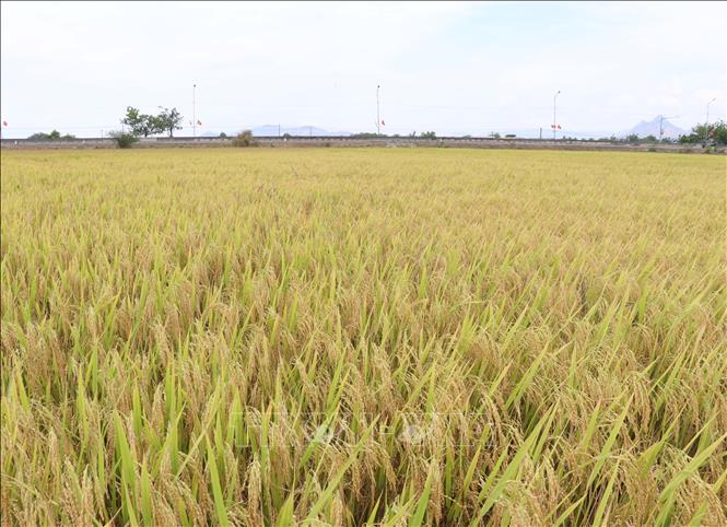 Nhiều trà lúa Đông Xuân chính vụ ở khu vực phía Nam Khánh Hòa vẫn chưa chín hẳn. Ảnh: Công Thử - TTXVN