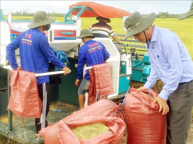 Thu hoạch lúa tại địa bàn Cần Thơ, Cà Mau, giá lúa cuối vụ tăng nhẹ. Ảnh: Trung Hiếu - TTXVN