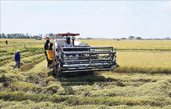 Thu hoạch lúa tại địa bàn Cần Thơ, Cà Mau, giá lúa cuối vụ tăng nhẹ. Ảnh: Trung Hiếu - TTXVN