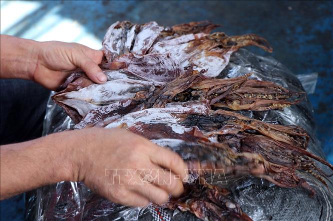 Mực khô do ngư dân Quảng Ngãi đánh bắt. Ảnh: Cao Nguyên-TTXVN
