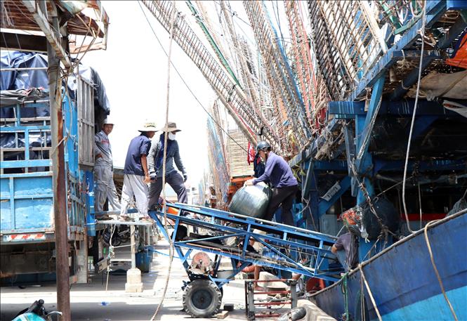 Mực khô được mùa, được giá nên ngư dân Quảng Ngãi rất vui khi ra khơi, bám biển mùa này. Ảnh: Cao Nguyên-TTXVN
