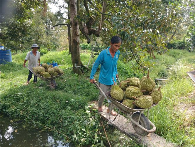 Nhà vườn Đồng Tháp thu hoạch sầu riêng. Ảnh: Công Trí - TTXVN