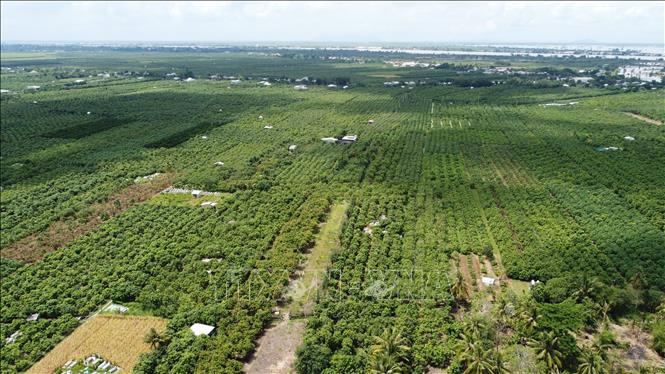 Xã đảo Tân Long phát triển diện tích trồng cây ăn quả, chủ yếu là xoài. Ảnh: Nhựt An - TTXVN