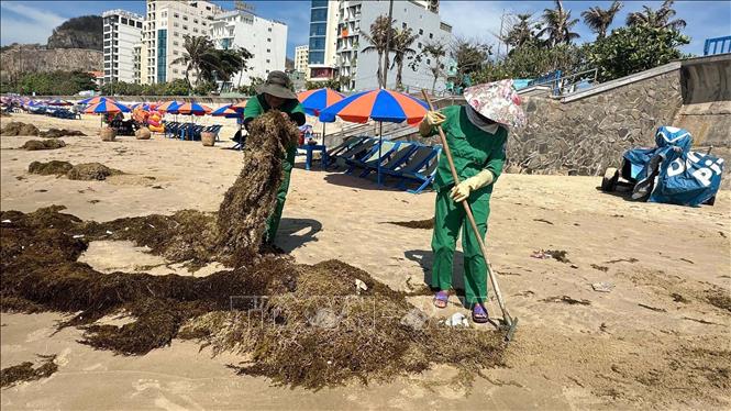 Công nhân Công ty Cổ phần Dịch vụ môi trường và công trình đô thị Vũng Tàu khẩn trương thu gom, đưa đi xử lý. Ảnh: Đoàn Mạnh Dương - TTXVN