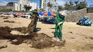TP Hồ Chí Minh: Khẩn trương thu dọn rong biển tràn vào bờ biển Bãi Sau